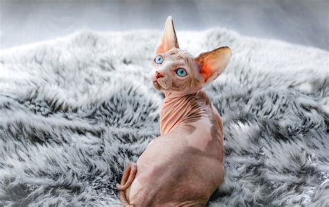 sphynx kittens florida|black dahlia sphynx cats.